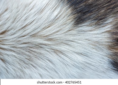 Dog Fur Texture