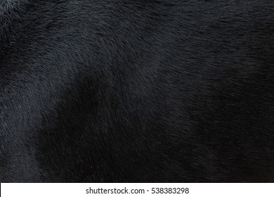 Black Dog Fur Images, Stock Photos 
