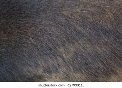 Dog Fur Texture