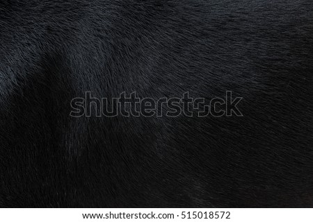 Dog fur texture