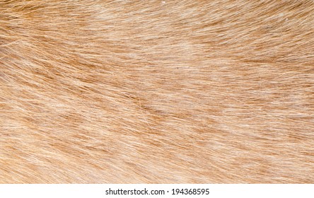 Dog Fur Textures