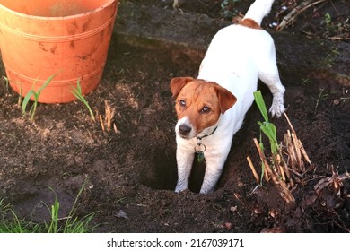 The Dog In The Garden Is Digging A Hole.