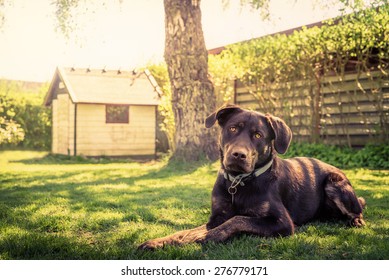 Dog In A Garden With A Dog House