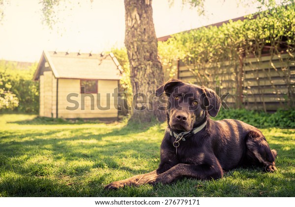 Dog in a garden with a dog\
house