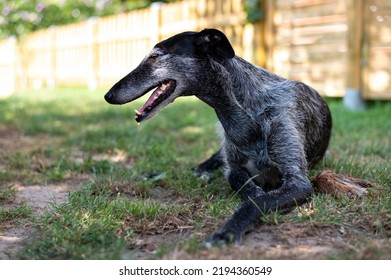 Dog In A Garden Panting To Cool Down On A Hot Summerday