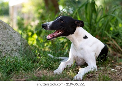 Dog Is In The Garden Panting On A Hot Day