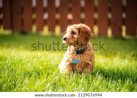 dog in the garden playing dog, happy  cockapoo puppy