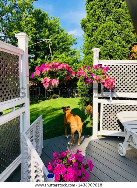 Dog Garden Summer Bright Green Grass Animals Wildlife Parks