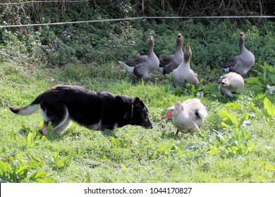 Dog And Geese