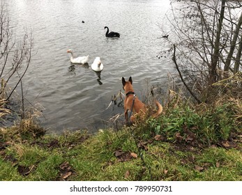 Dog, Geese And Black Swan