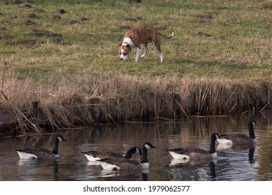 Dog And Geese In Zwolle (Netherlands)