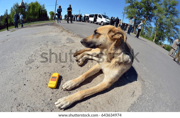 Dog and geiger counter.Checpoint of Chernobyl Exclusion Zone.,May 19, 2017.Kiev region.Ukraine