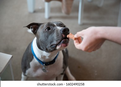 can a american pit bull terrier eat slim jim