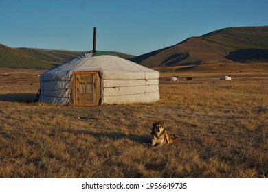 Dog And Ger Yurt In Countryside Mongolia Travels