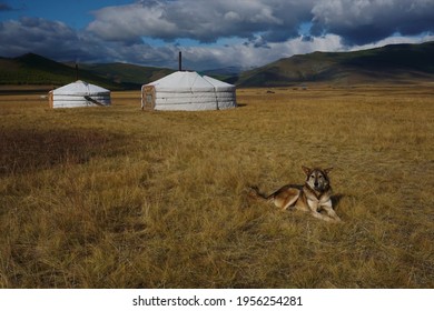 Dog And Ger Yurts In Countryside Mongolia