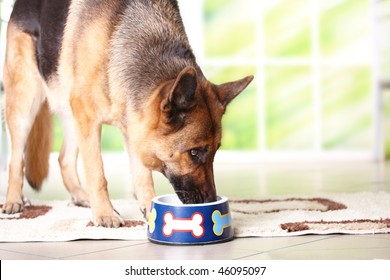 Dog German Shepherd Eating Or Drinking From Bowl