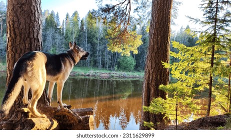 Dog German Shepherd in forest near water of river or like in autumn, spring, summer day. Russian eastern European dog, veo in nature landscape - Shutterstock ID 2311629899