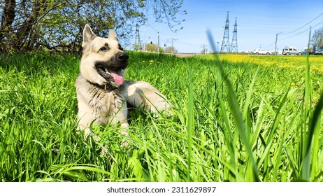 Dog German Shepherd on nature landscape with green grass. Russian eastern European dog, veo walking outdoors - Shutterstock ID 2311629897