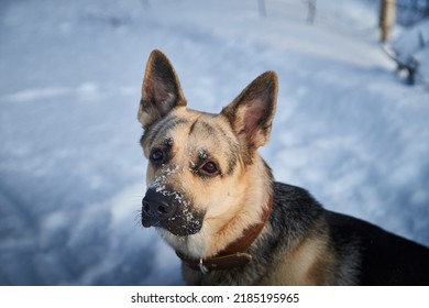 Dog German Shepherd Outdoors On A White Snow In Winter Day. Russian Guard Dog Eastern European Shepherd In Nature Landscape