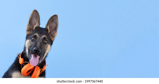 Dog German Shepherd Puppy In Headphones, Blue Isolated Background. The Concept Of Pets Listen To Music Banner Copy Space