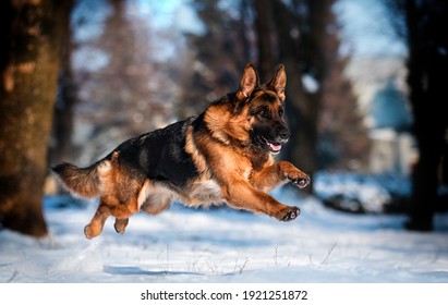 dog german shepherd running in a snowy park in winter - Shutterstock ID 1921251872