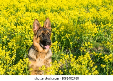 Dog, German shepherd sitting on the field with yellow flowers.