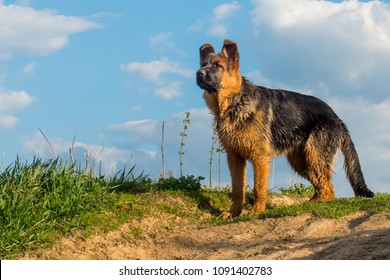 Dog, German shepherd standing on a country road and looking into the distance.