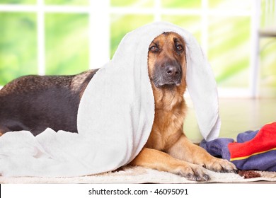 Dog, German Shepherd In Towel Sitting Inside