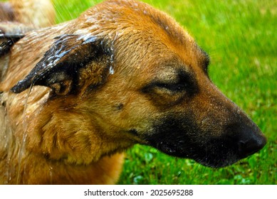 Dog German Shepherd and water.  Domestic pet. Hygiene and care of animals - Powered by Shutterstock