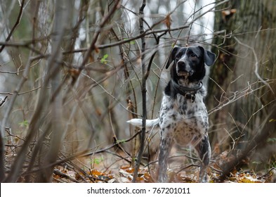 German Short Haired Pointer Images Stock Photos Vectors