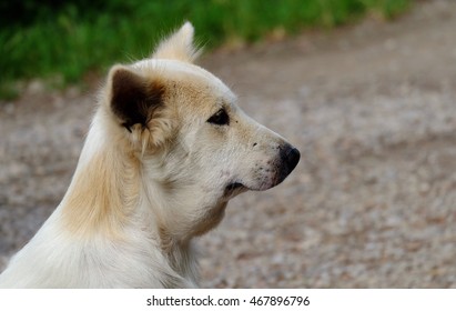 Dog Get Stung By Bee