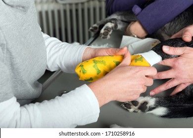 Dog Gets A Plaster Cast At The Vet. Dog Has Broken A Leg.