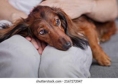 the dog gets sick, the dachshund looks sad in the arms of the owner, the turn to the doctor in the veterinary clinic