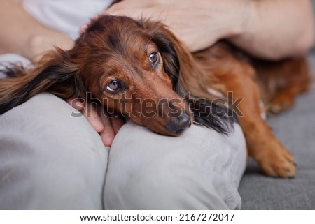 the dog gets sick, the dachshund looks sad in the arms of the owner, the turn to the doctor in the veterinary clinic