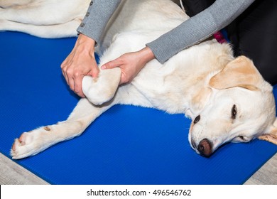 Dog Gets Treated At The Legs In Clinic