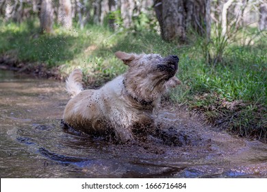 Dog Getting Dirty In Muddy Water. Shaking Of Mud And Water