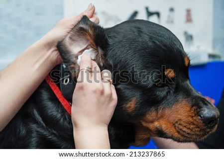 Dog getting ear cleaned