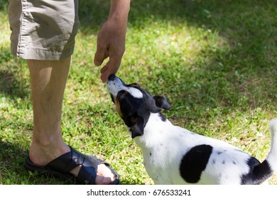 Dog Getting To Know A Person By Sniffing His Hand