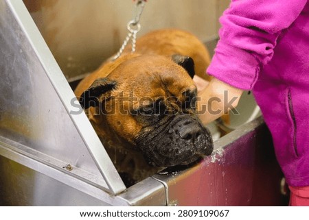 Dog getting a professional bath, receiving care in a stainless steel tub