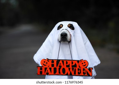 Dog In A Ghost Costume Close Up Portrait With A Happy Halloween Sign