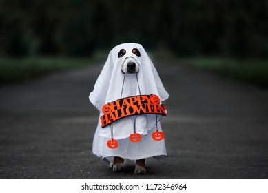 Dog In A Ghost Costume Holding A Happy Halloween Sign