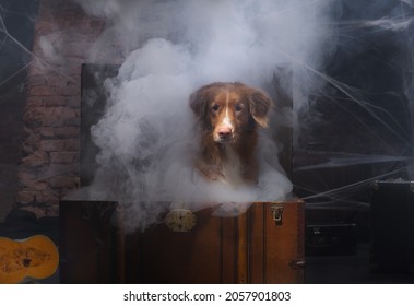  Dog As A Ghost For Halloween In An Old Chest . Festive Mood, Scary And Eerie. Pets In Smoke