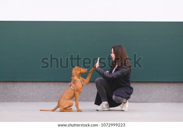 The dog gives five girls. A trained puppy performs
teams. The owner and cute dog are playing against the background of
a colored wall