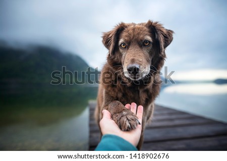 Dog gives human paw. Friendship between man and dog.