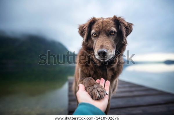 Dog
gives human paw. Friendship between man and
dog.