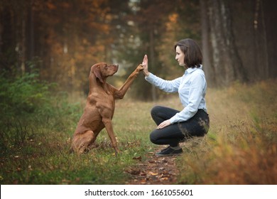 Dog giving a high five to its owner. Hungarian vizsla