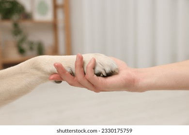 Dog giving paw to man at home, closeup