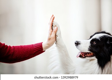 Dog is giving paw to the woman. Dog's paw in human's hand. Domestic pet - Shutterstock ID 1392988979