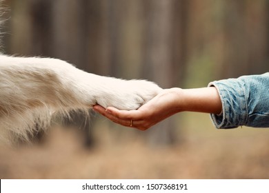 Dog is giving paw to the woman. Dog's paw in human's hand. Domestic pet. - Shutterstock ID 1507368191