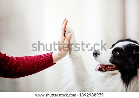 Dog is giving paw to the woman. Dog's paw in human's hand. Domestic pet